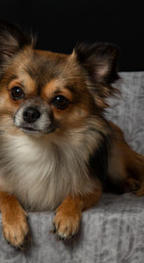 Dr. Fiona McAllister