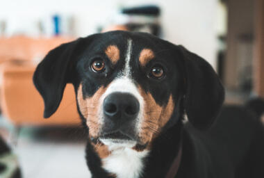 Dr. Fiona McAllister