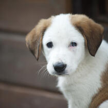 Dr. Fiona McAllister